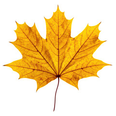 Obraz premium Autumn Maple Leaf Beauty Golden Hues and Intricate Veins of a Deciduous Leaf