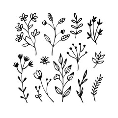Obraz premium Simple hand-drawn floral elements and botanical illustrations for decorative use