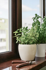 Garden on windowsill concept
