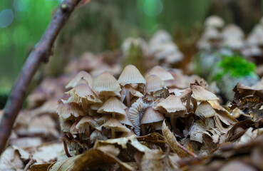 A cluster of small wild mushrooms growing in the forest among fallen leaves creates a magical and detailed image of nature.