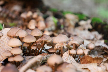 A cluster of wild mushrooms growing on the forest floor among fallen leaves creates a magical atmosphere of an autumn forest. This natural scene is perfect for illustrations on the themes of nature, e
