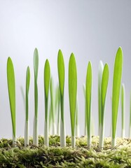Fresh green sprouts emerging from moss