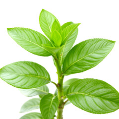 Fototapeta premium Vibrant Green Plant with Lush Leaves A Close-Up View of Natural Beauty and Freshness