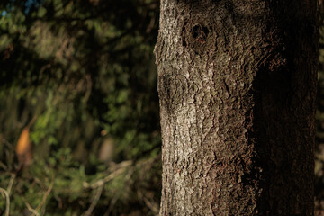 Fototapeta premium dettaglio di un tronco d'albero di abete, illuminato dal sole, di giorno, in una foresta di montagna