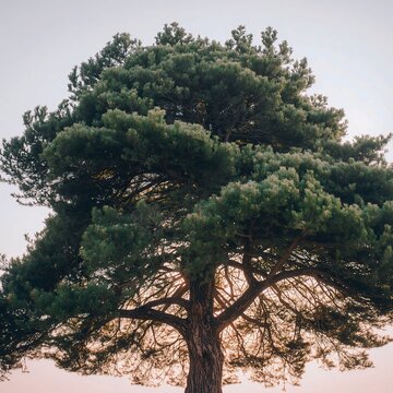 tree in the desert