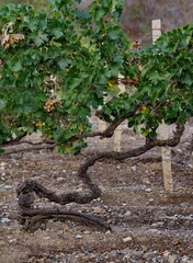 Russia, Republic of Crimea.  A bizarrely shaped vine on endless fields near the town of Sudak.