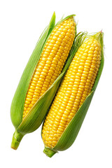 Freshly isolated yellow corn on the cob with green husks against a white background
