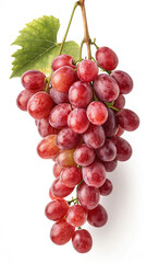 Fototapeta premium Ripe red grapes hanging on vine fruit bunch