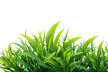 Fresh green grass, a symbol of growth and nature, is isolated on a clean white background