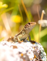 Lizard on rock, sunlit