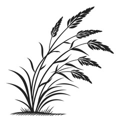 Elegant black silhouette of tall wild grass stalks with feathery seed heads and blades of grass on a white background