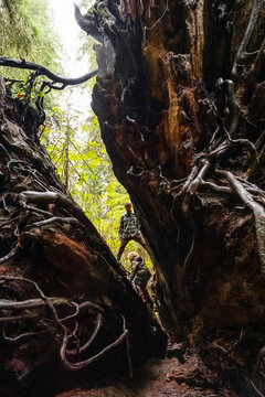 a small boy climbs in the roots of the redwood tree forest with his fa