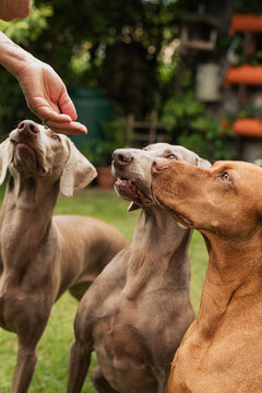 Treat time: dogs eagerly awaiting snacks from owner's hand