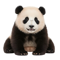 Fototapeta premium Giant Panda Cub CloseUp Portrait of a Young Panda Bear on transparent background