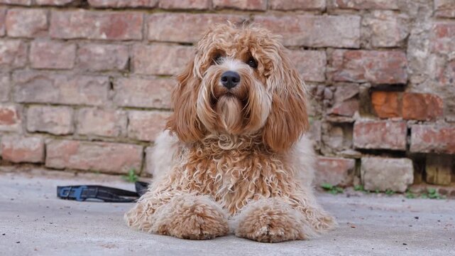 Charming cute curly brown dog of the breed poodle or Labradoodle at a brick wall on the street.