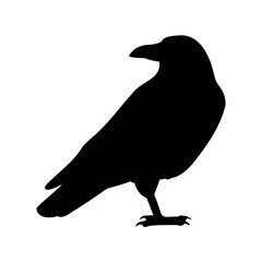 A striking black silhouette of a raven perched against a clean white background