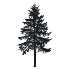 Black silhouette of a tall evergreen tree