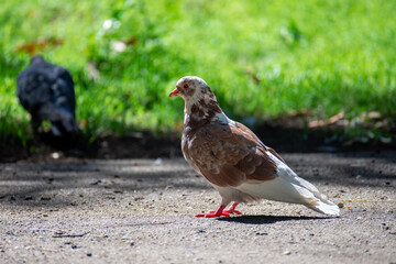 Pigeon in the park on a sunny autumn day. Close up. Birds in the city.