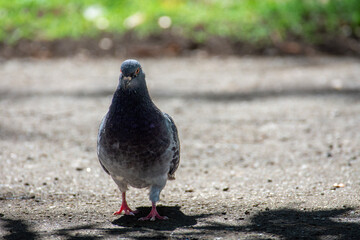 Pigeon in the park on a sunny autumn day. Close up. Birds in the city.