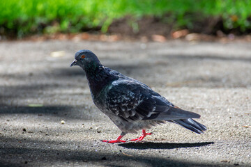 Pigeon in the park on a sunny autumn day. Close up. Birds in the city.
