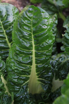 fresh green leaves of lettuce