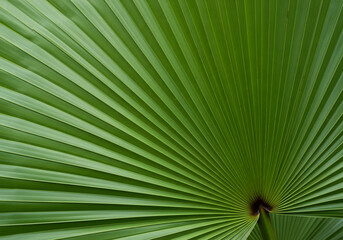 Green Palm Leaf with Radiating Lines and Natural Geometric Pattern

