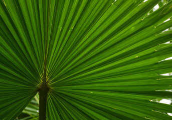 Tropical Fan Palm Frond Close-Up Showing Symmetrical Texture
