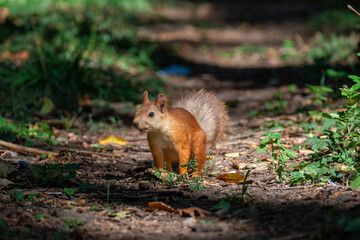 The small fluffy squirrel found a nut in the park. Close up.