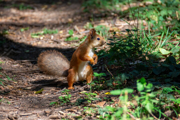 The small fluffy squirrel found a nut in the park. Close up.
