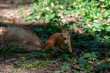 The small fluffy squirrel found a nut in the park. Close up.