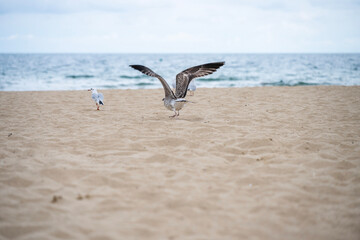 One seagull takes flight while another strolls along a quiet beach, with gentle waves and a cloudy sky setting a serene coastal mood.