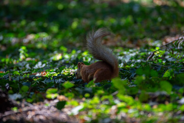 The small fluffy squirrel found a nut in the park. Close up.