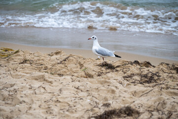 A seagull with red legs stands calmly on a sandy beach near gentle waves and scattered seaweed under a cloudy coastal sky.