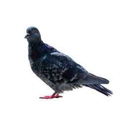 Dove on a bright sunny day on a transparent background. Close up.