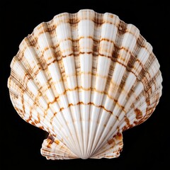Close-up of a scallop shell, ribbed and patterned