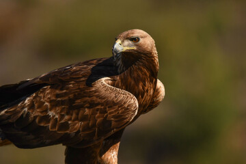 Steinadler