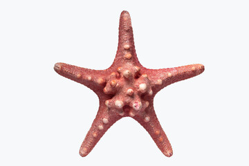 Red starfish isolated on white background showing tiny bumps