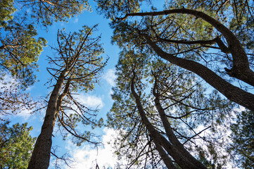 Tall pine trees reaching into the sky, captured from a low angle, with sunlight and clouds on a clear blue sky background.