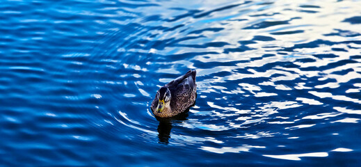Duck Swimming in Serene Peaceful Deep, Cool Blue Water w/Ripple Effect & Light Reflections Around It