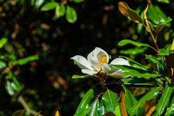 Flower, fruits and foliage of Magnolia grandiflora (Southern magnolia)