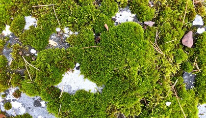 Lush green moss thrives on a textured stone surface, interspersed with small twigs and debris