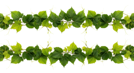 Two horizontal lines of lush green vine leaves, pristine emerald and jade hues, with tendrils, against a transparent background, concept of modern natural elegance