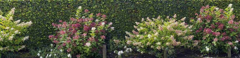 (Hydrangea paniculata) Arranggement Panicles hydrangea shrub lined up in landscape border with varieties of canonical white and pink-reddishflowers  contrasting with dark green oval toothed foliage