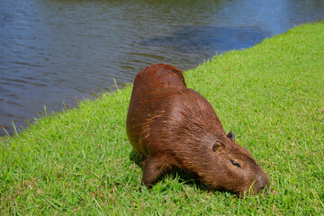 Capybara grazing on green grass by a lake in a suburban Brazilian neighbourhood. Tranquil wildlife moment in urban environment, blending nature and city life in harmony with tropical animals.