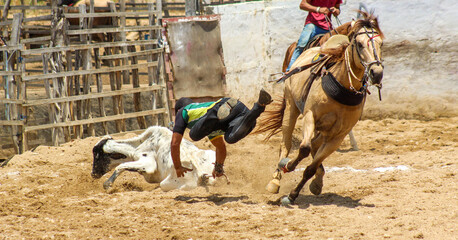 vaquejada