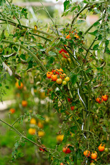 Overripe heirloom tomatoes with cracked skin in backyard garden