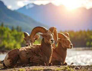 Naklejka premium Rocky Mountain Bighorn Sheep resting by a river (1)