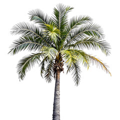 Lush tropical palm tree with vibrant green fronds, elegantly isolated against a pristine white background, ideal for summer projects, beach themes, and exotic natural design