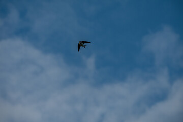 Soaring Solo: A Lone Swallow's Journey Across the Blue Sky