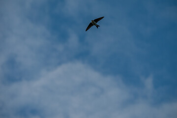 Soaring Solo: A Lone Swallow's Journey Across the Blue Sky